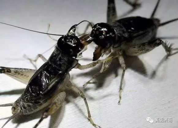 蟋蟀图片大全大图 品种名称（蟋蟀图片大全大图 简笔画）