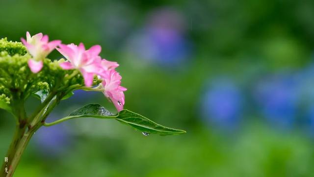 紫阳花のうららが散（紫阳花の散る时下）