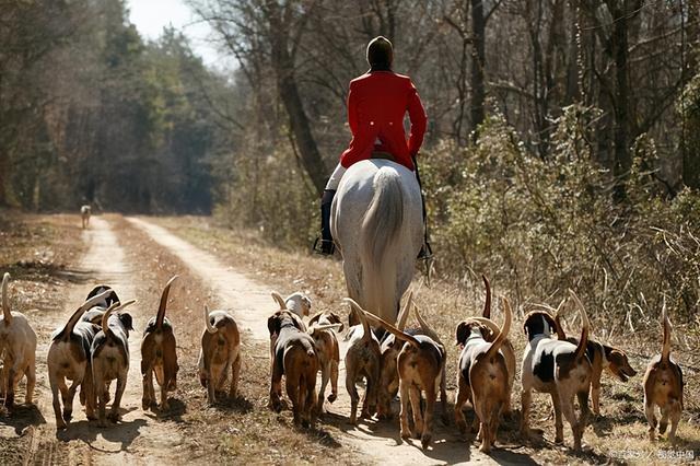 比格犬为什么不建议养（比格犬的优缺点及性格）