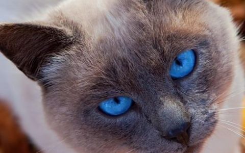 马恩岛猫多少钱（马恩岛猫币的价格）
