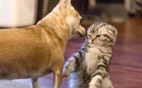 英短猫图片大全可爱？英短猫图片集！