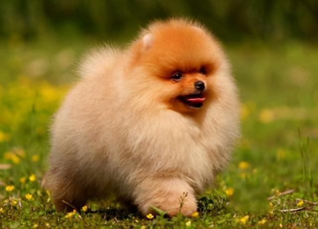 小鹿犬哪种颜色最贵？小鹿犬大概多少钱一只！