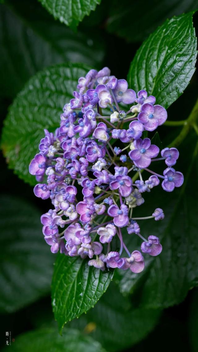 紫阳花のうららが散（紫阳花の散る时下）