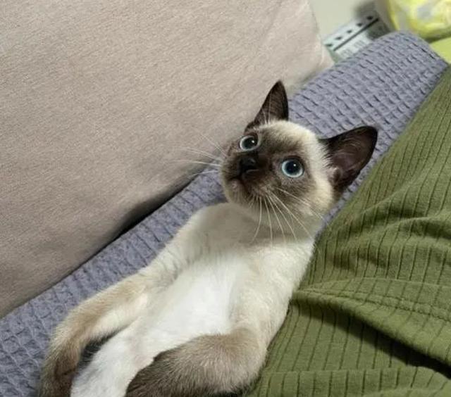 暹罗猫多少钱一只正常价？暹罗猫多少钱一只正常价格！