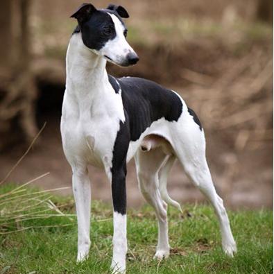 阿富汗猎犬很贵吗值得养吗？阿富汗猎犬贵吗！