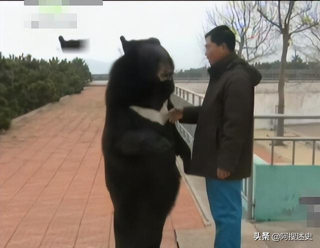 山东动物园惊现成精黑熊，会直立行走与人为友，酒量惊人酷爱上班