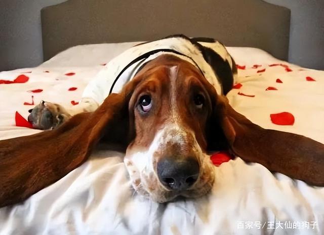 比格犬为什么不建议养（比格犬的优缺点及性格）