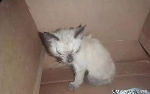 宠物安乐死人能用吗（宠物安乐死用的什么药）