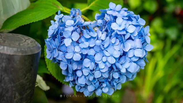 紫阳花のうららが散（紫阳花の散る时下）