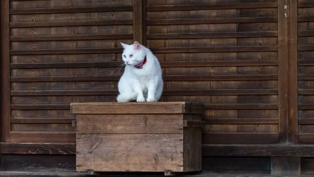 紫阳花のうららが散（紫阳花の散る时下）