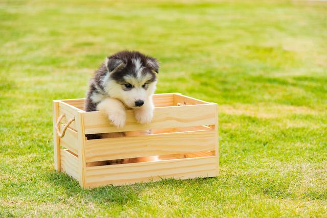 狗有多少品种图片？100种名犬图片及名字！