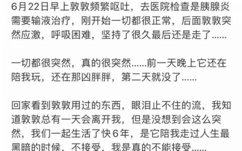 猫吐血怎么回事跟黄水是怎么回事（猫吐血怎么回事儿）
