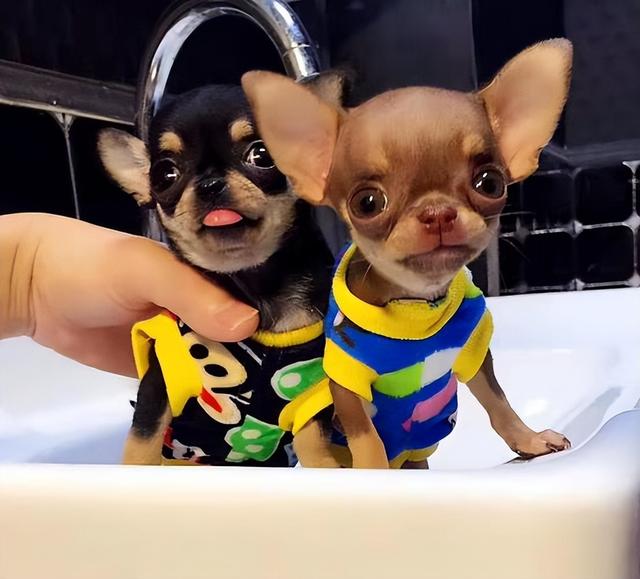 吉娃娃图片大全大图？吉娃娃图片大全大图可爱！