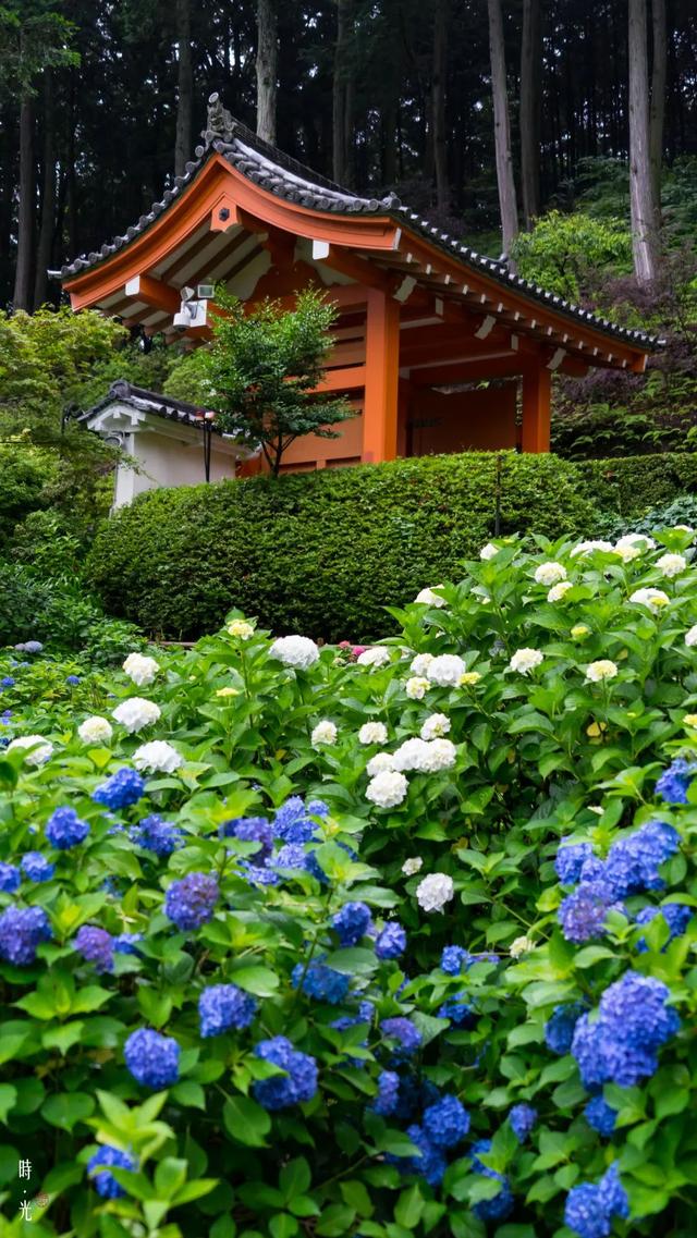 紫阳花のうららが散（紫阳花の散る时下）