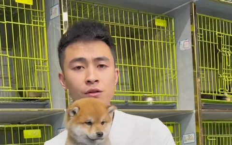 柴犬价格多少钱一只幼犬黑色？柴犬价格多少钱一只幼犬黑色的！