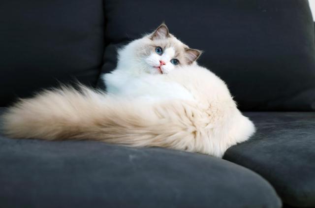 美国短毛猫价格多少钱一只幼崽？美国短毛猫价格多少钱一只幼崽图片！