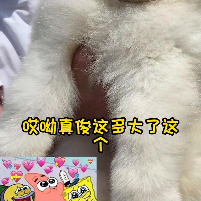 萨摩耶幼犬一般多少钱一只男生?萨摩耶幼犬一般多少钱一只男生养!