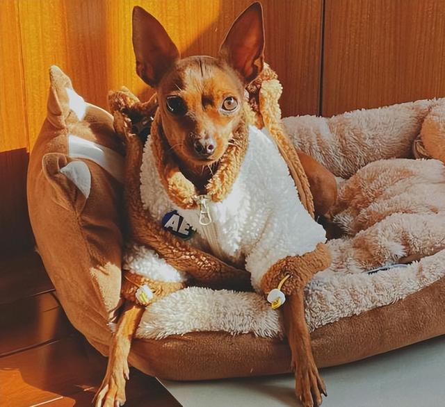 小鹿犬哪种颜色最贵？小鹿犬的十大危害！