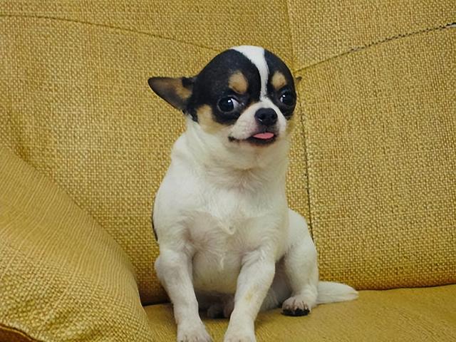 吉娃娃图片大全大图？吉娃娃图片大全大图可爱！