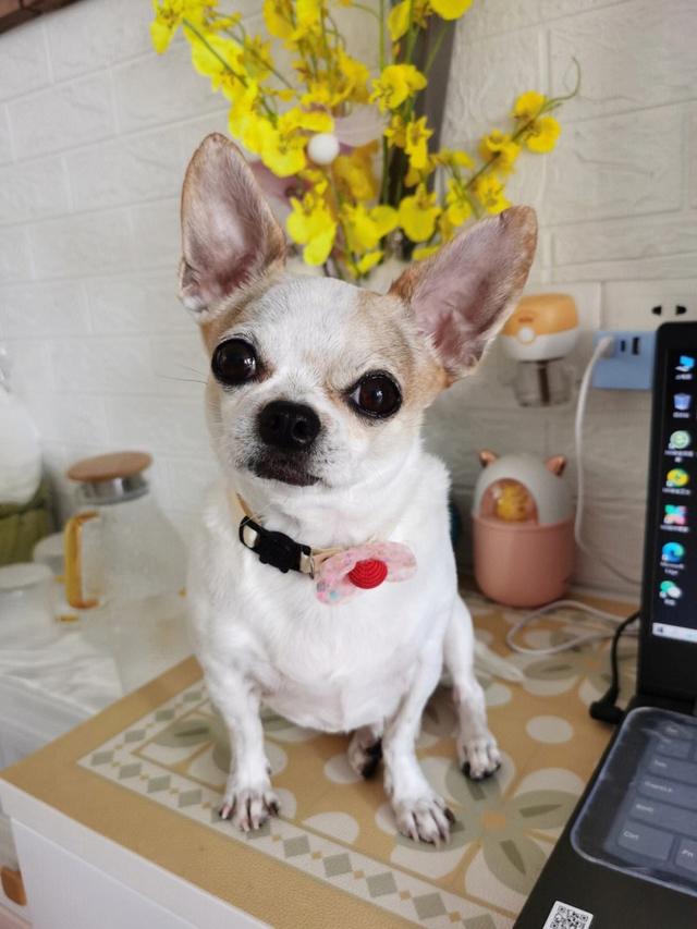 吉娃娃图片大全大图？吉娃娃图片大全大图可爱！