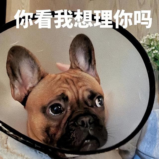 约克夏价格多少钱一只幼犬？千万别养约克夏！