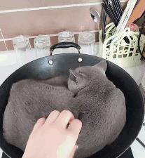 纯白曼基康猫多少钱一只啊？纯白曼基康猫多少钱一只幼崽！