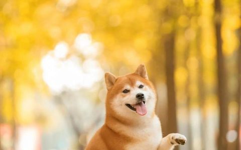 贵妇犬图片大全发型？贵妇犬图片大全发型女！