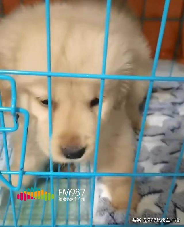 一只布偶猫幼崽多少钱？一只布偶猫幼崽多少钱最少多少！