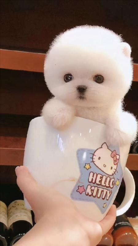 约克夏价格多少钱一只幼犬？千万别养约克夏！