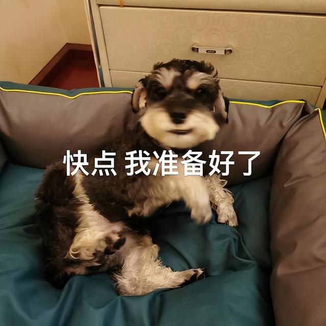 约克夏价格多少钱一只幼犬？千万别养约克夏！