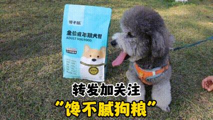 约克夏价格多少钱一只幼犬？千万别养约克夏！