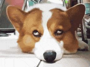 黑白柯基犬价格大概多少钱一只？三色柯基犬价格大概多少钱一只！