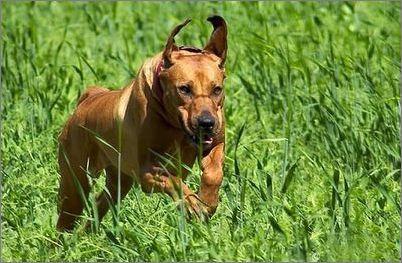 阿富汗猎犬很贵吗值得养吗？阿富汗猎犬贵吗！