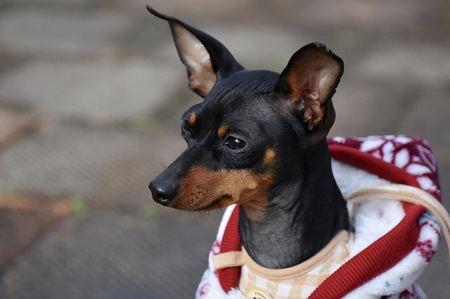 小鹿犬哪种颜色最贵？小鹿犬的十大危害！