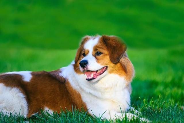 茶杯犬多少钱一只幼崽？茶杯犬多少钱一只幼崽最便宜！