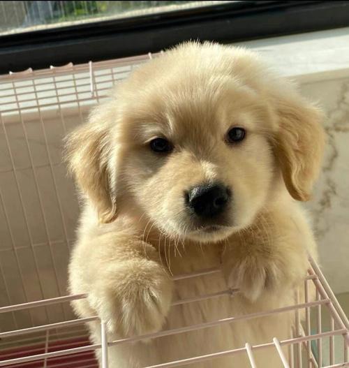 深棕色博美多少钱？黑色博美多少钱一只！