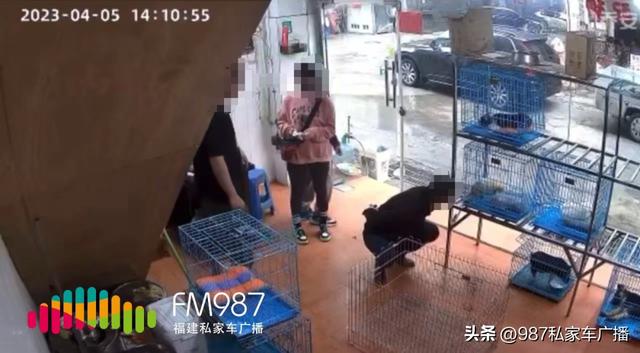 一只布偶猫幼崽多少钱？一只布偶猫幼崽多少钱最少多少！