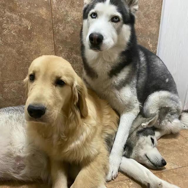 哈尼狗狗的视频小小哈(哈尼狗狗的视频之,狗狗能拥有几种笑容)