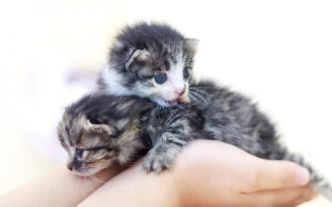 浅灰色狸花猫图片（白灰色狸花猫图片）