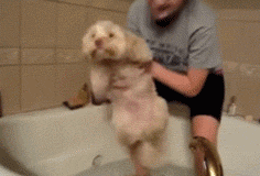 给狗洗澡的水温是多少度（给狗洗澡要多少温度的水）