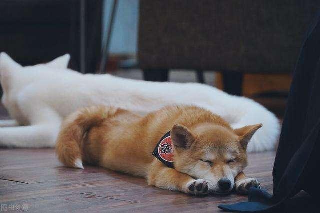 狗狗为什么睡在你脚下（狗狗睡在主人脚边是什么意思）