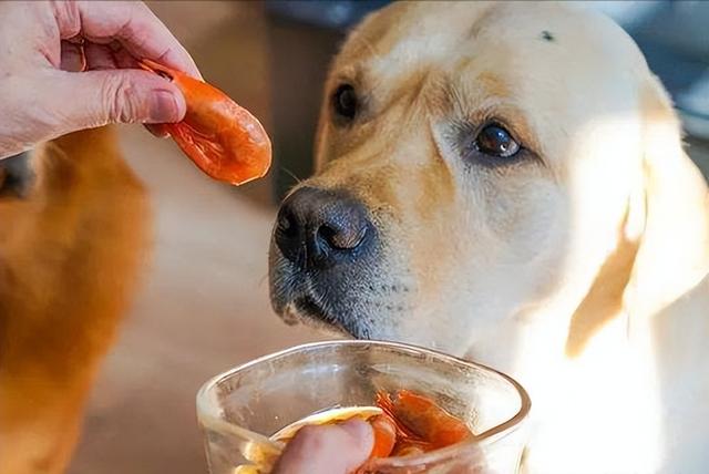 狗能吃西兰花吗（狗狗吃的西兰花怎么煮）