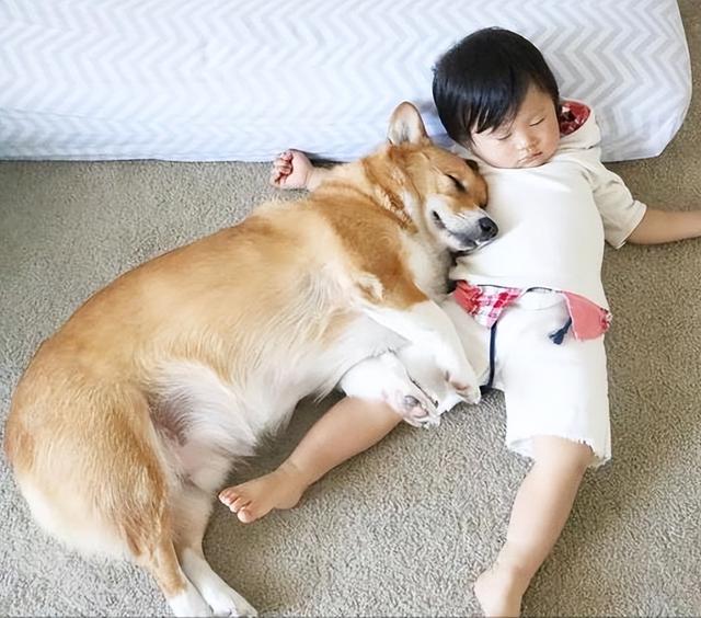 柯基犬智商排名第几_（柯基犬智商排名前100名）