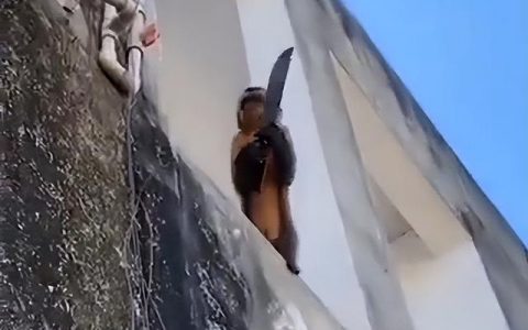 侏儒狨猴图片（黑羽狨猴图片）