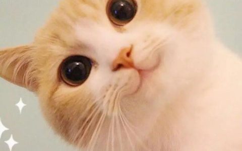高地猫好不好（高地猫适合新手养吗）