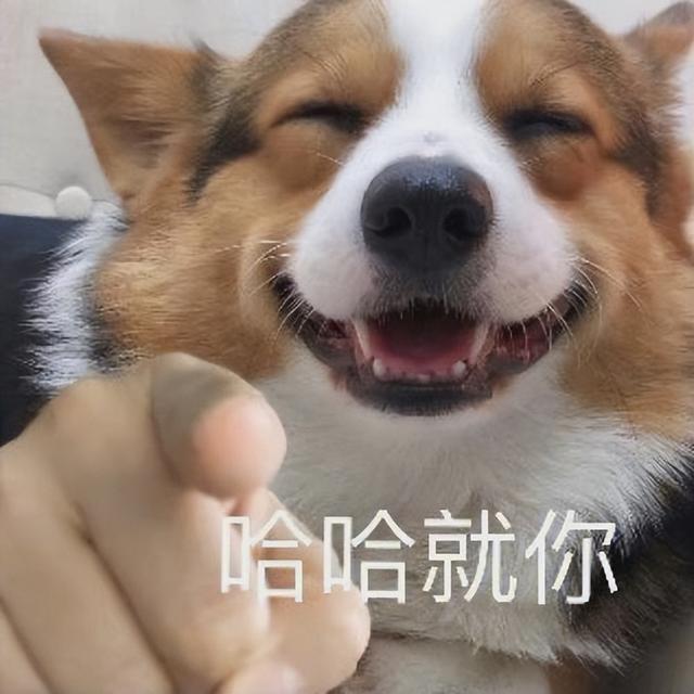 狗狗一般几个月犯脑炎（狗的脑炎潜伏期多久）