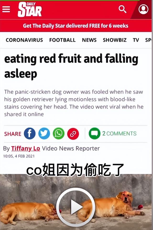 狗可以吃红心火龙果吗（狗为什么不能吃红心火龙果）