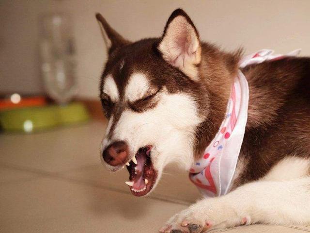 狗狗一般几个月犯脑炎（狗的脑炎潜伏期多久）