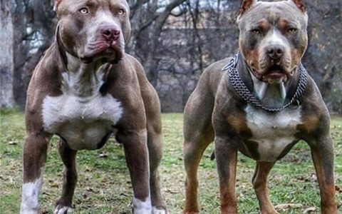 小鹿犬图片大全大图恶（小鹿犬图片大全大图壁纸）