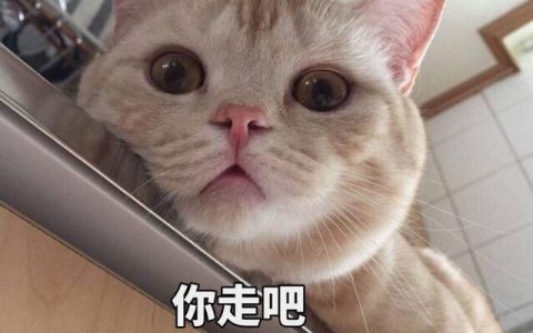 猫咪能吃土豆么（猫猫能吃土豆嘛）
